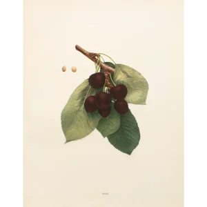 1900s U. P. Hedrick, Original Antique Photogravure of Bing Cherries