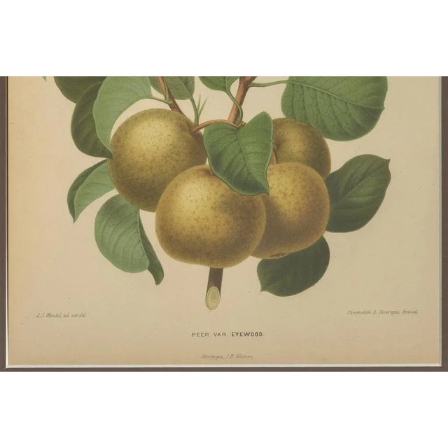 After Wendel, Golden Pear Cluster, 1870 Chromolithograph For Sale - Image 3 of 10