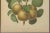 After Wendel, Golden Pear Cluster, 1870 Chromolithograph For Sale - Image 3 of 10