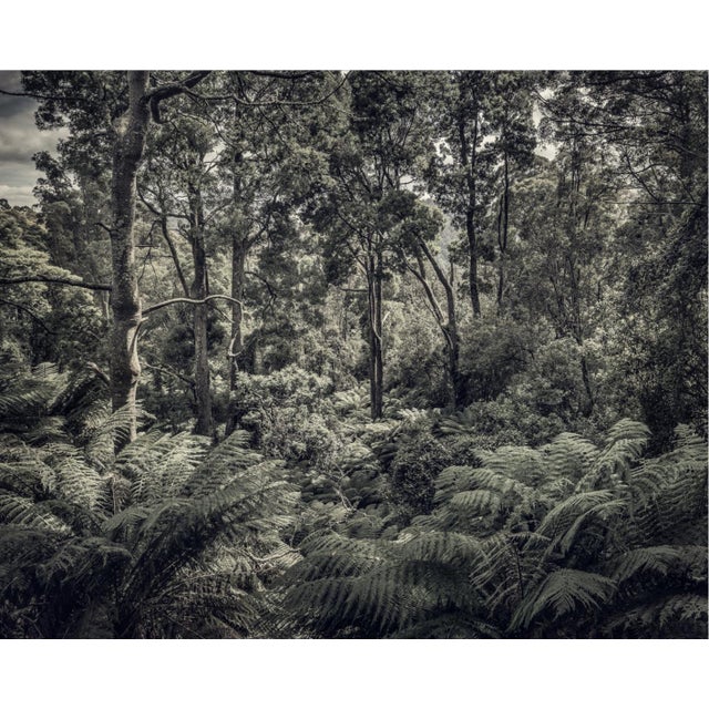 Fern forest ii' is an archival inkjet print by photographer morgan silk. it is available in this size of 17" x 24" in a...