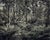 Fern forest ii' is an archival inkjet print by photographer morgan silk. it is available in this size of 17" x 24" in a...