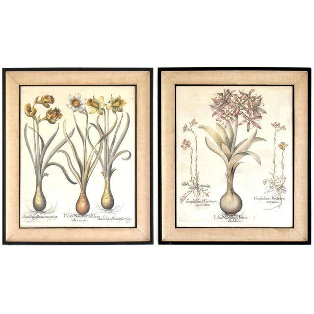 Basilius Besler Botanical Engravings - a Pair For Sale - Image 13 of 13