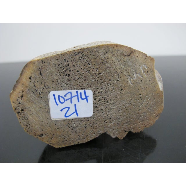 Mid 20th Century Canadian Inuit Carved Mottled Soapstone Seal Figurine Sculpture Signed For Sale - Image 5 of 5