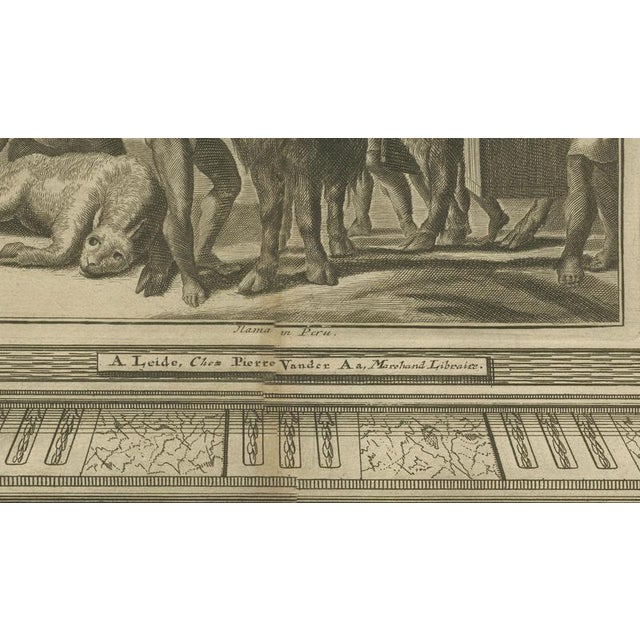 Paper Arnoldus Montanus, Peruvian Llamas, 1671, Engraving For Sale - Image 7 of 10