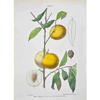 Vincenzo Tenore, The Amiddalees, Lithograph, 1870s For Sale