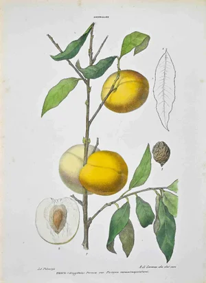 Vincenzo Tenore, The Amiddalees, Lithograph, 1870s