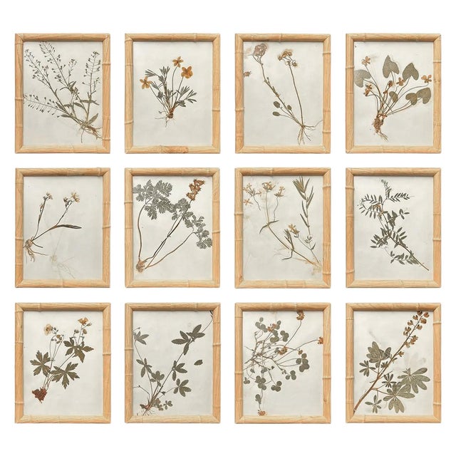 1893 Herbarium Botanical Specimens, Set of 12 For Sale - Image 18 of 18