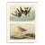 Forked-Tailed Petrel & Knot After John J. Audubon, 1966 Cottage Print For Sale