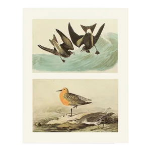Forked-Tailed Petrel & Knot After John J. Audubon, 1966 Cottage Print
