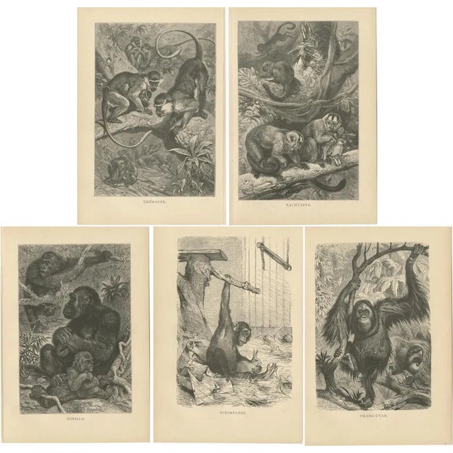 Brehm, Monkey Prints, 1890, Paper, Set of 5 For Sale