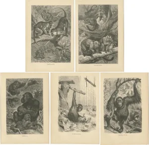 Brehm, Monkey Prints, 1890, Paper, Set of 5