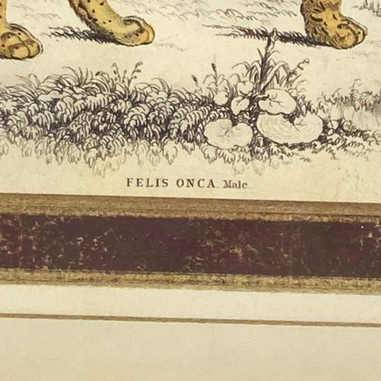 Printmaking Materials Pair: Vintage Jaguar Felis Onca Book Plate Lithographs Framed Art Print Big Cats For Sale - Image 7 of 18