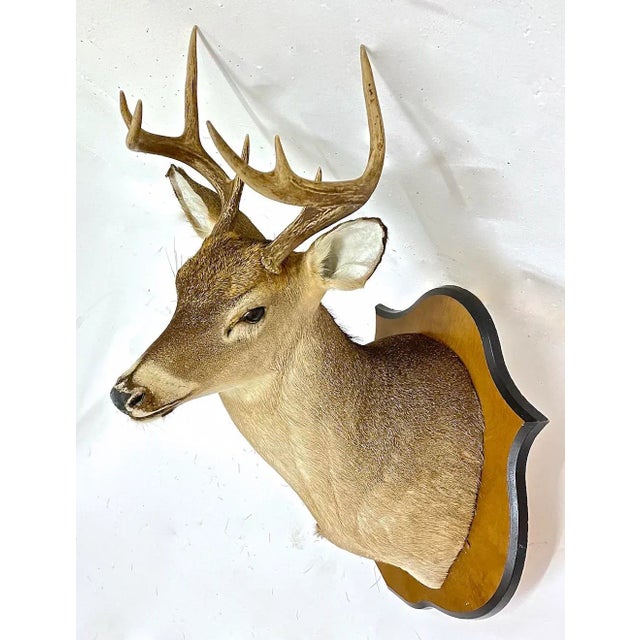 Vintage Whitetail Deer Shoulder Mount with wood shield style plaque mount and hanging hook on the back. No maker's marks.