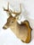Vintage Whitetail Deer Shoulder Mount with wood shield style plaque mount and hanging hook on the back. No maker's marks.