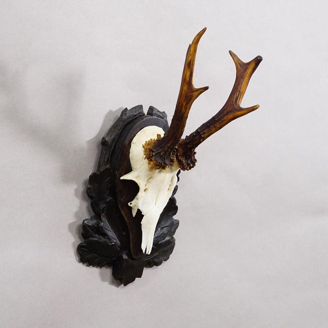 Antique Black Forest Red Deer Trophy on Carved Plaque, Germany 1930s An antique 6 pointer red deer (Capreolus capreolus)...