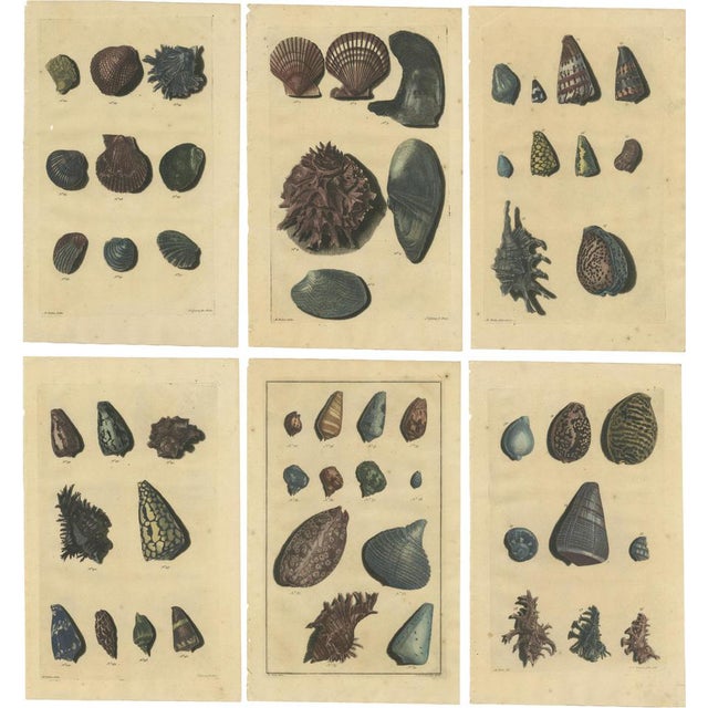 Various Sea Shells and Molluscs, 1726, Paper, Set of 6 For Sale