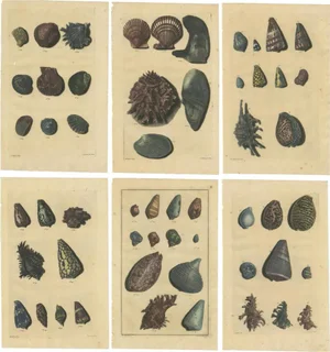 Various Sea Shells and Molluscs, 1726, Paper, Set of 6