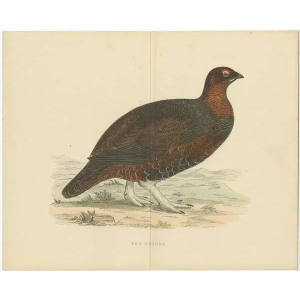 Set of 2 Illustrations of a Black Grouse and Red Grouse For Sale - Image 3 of 6