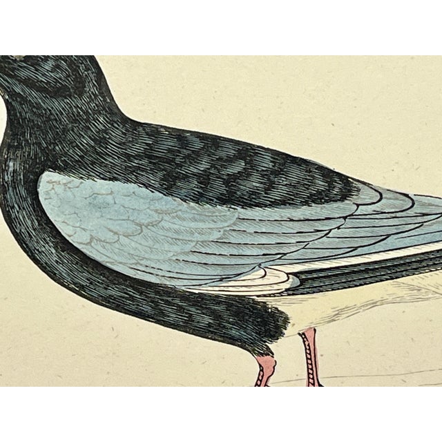 Late 19th Century Antique Hand Tinted Bird Print From England Featuring a White-Winged Black Tern - Circa 1888 For Sale - Image 5 of 11
