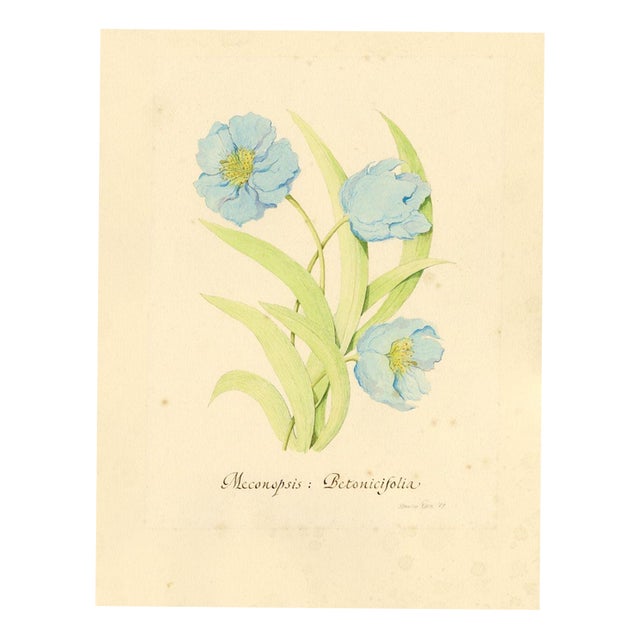 Stanley Reece, Himalayan Blue Poppy Flower, 1989, Watercolour For Sale