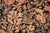Shabby Chic 1990's Pak-Persian Black/Red Wool Rug - 6'0'' X 9'3'' For Sale - Image 4 of 9