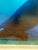 Brian Skerry North Atlantic Whale Photography For Sale - Image 4 of 12