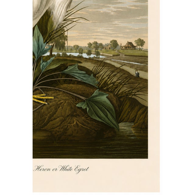 Snowy Heron or White Egret, Museum Style Audubon Bird Print, 16" X 24" For Sale In Buffalo - Image 6 of 12
