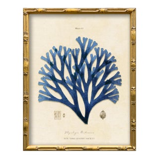 Vintage Blue Seaweed Art Print Reproduction (3), Framed For Sale