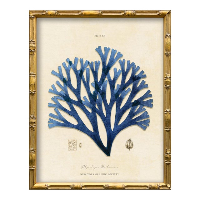 Vintage Blue Seaweed Art Print Reproduction (3), Framed For Sale