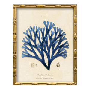 Vintage Blue Seaweed Art Print Reproduction (3), Framed