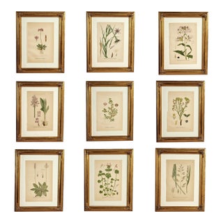 Antique Group of Nine Hand Colored Botanical Prints For Sale