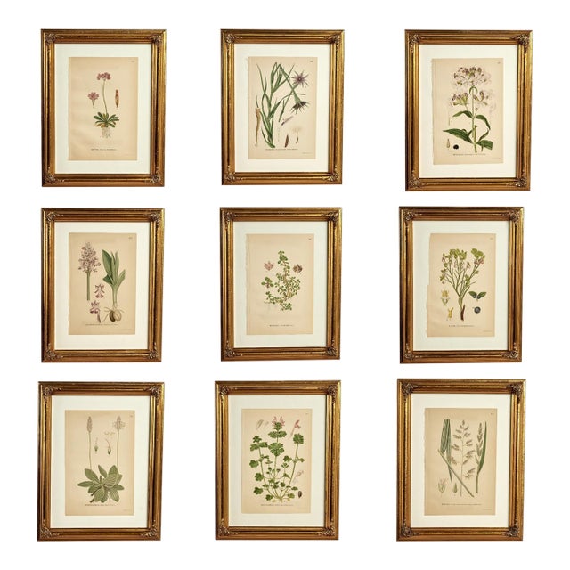 Antique Group of Nine Hand Colored Botanical Prints For Sale