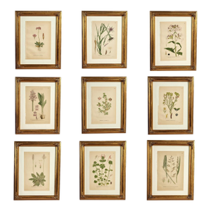 Antique Group of Nine Hand Colored Botanical Prints