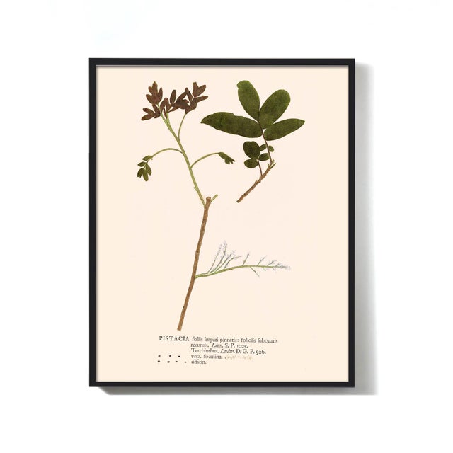 Antique Botanical Set in Oxblood - Set of 8 11" X 14" For Sale - Image 9 of 12