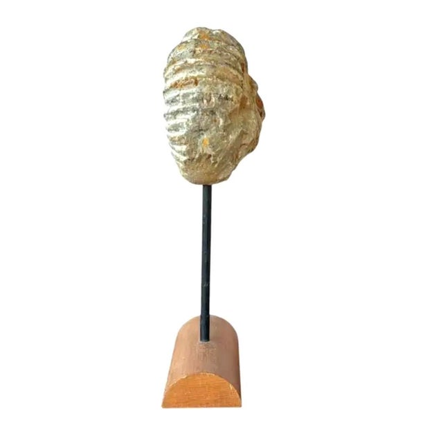 Ancient Mantelliceras Ammonite Fossil on Wooden Stand. Dating back 95-100 million years these ammonites once thrived in...