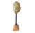 Ancient Mantelliceras Ammonite Fossil on Wooden Stand. Dating back 95-100 million years these ammonites once thrived in...