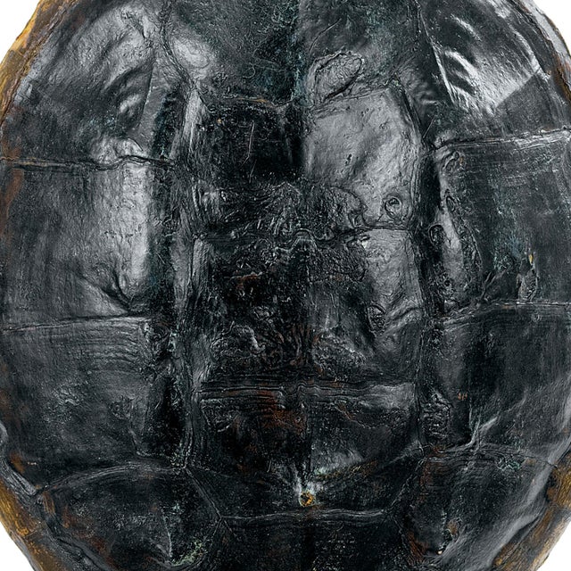 Regina Andrew Turtle Shell Accessory in Natural For Sale - Image 4 of 5