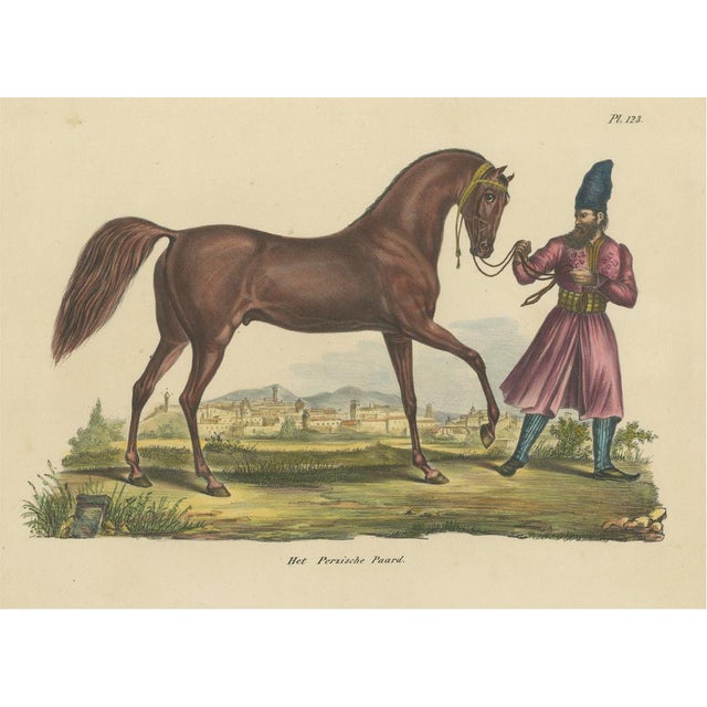 Schinz, Illustration of a Persian Horse, 1845, Hand Colored Print For Sale