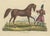 Schinz, Illustration of a Persian Horse, 1845, Hand Colored Print For Sale