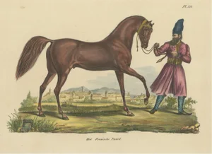 Schinz, Illustration of a Persian Horse, 1845, Hand Colored Print