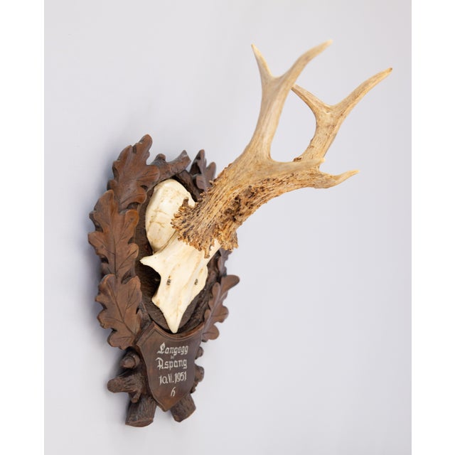 A fine vintage roe deer antler horns hunting trophy on a carved black forest plaque, dated 1951. The plaque is hand carved...