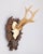 A fine vintage roe deer antler horns hunting trophy on a carved black forest plaque, dated 1951. The plaque is hand carved...