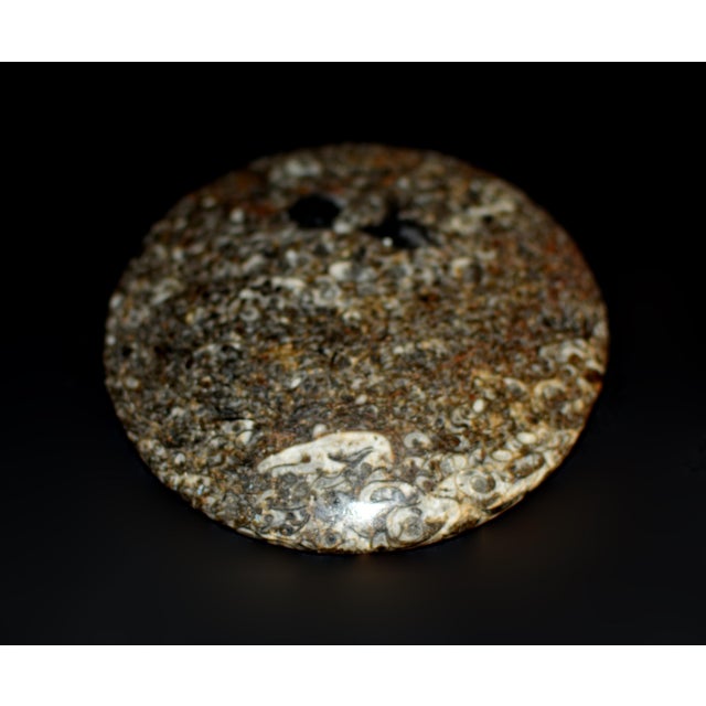Pair Ammonite Plates Natural Fossil 4.5" For Sale - Image 15 of 15