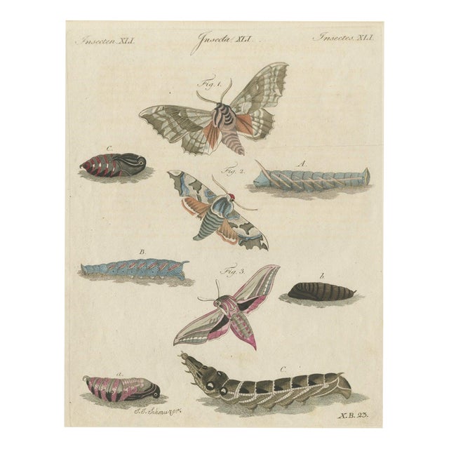 Bertuch, Elephant Hawk Moth and Hawk Moth Caterpillars, 1805, Print For Sale