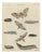 Bertuch, Elephant Hawk Moth and Hawk Moth Caterpillars, 1805, Print For Sale