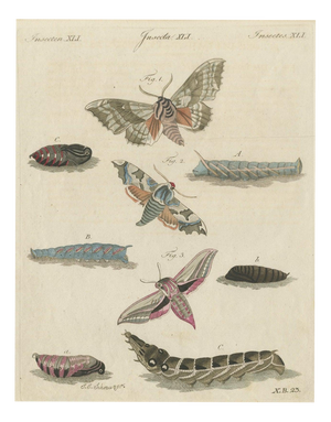 Bertuch, Elephant Hawk Moth and Hawk Moth Caterpillars, 1805, Print