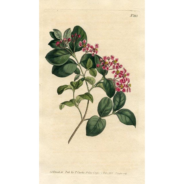 Original early-1800s hand-colored botanical print published in "Curtis's Botanical Magazine", the oldest and longest...