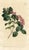 Original early-1800s hand-colored botanical print published in "Curtis's Botanical Magazine", the oldest and longest...