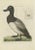 Sepp & Nozeman, Greater Scaup, 1797, Paper For Sale