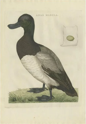 Sepp & Nozeman, Greater Scaup, 1797, Paper